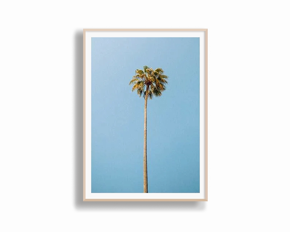 Single Palm