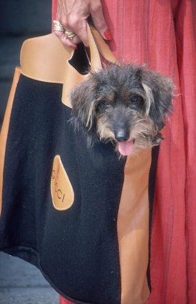 Slim Aarons ??Gucci Pooch?? Photographnordic style wall decor