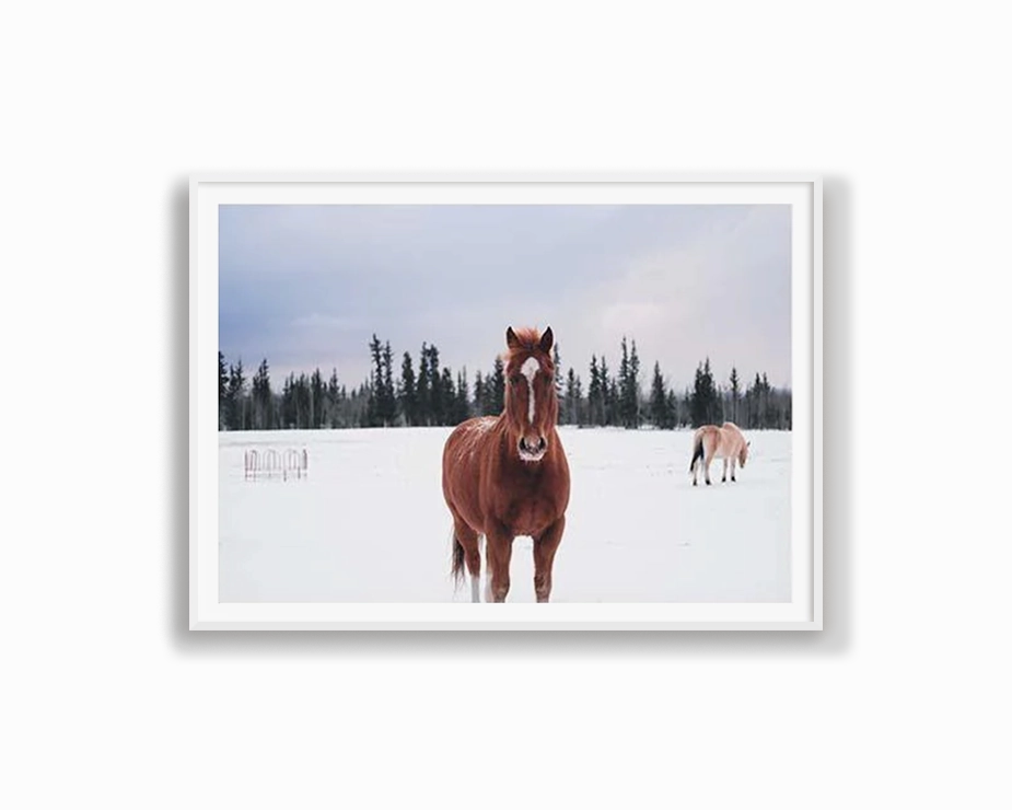 Snow Brumby