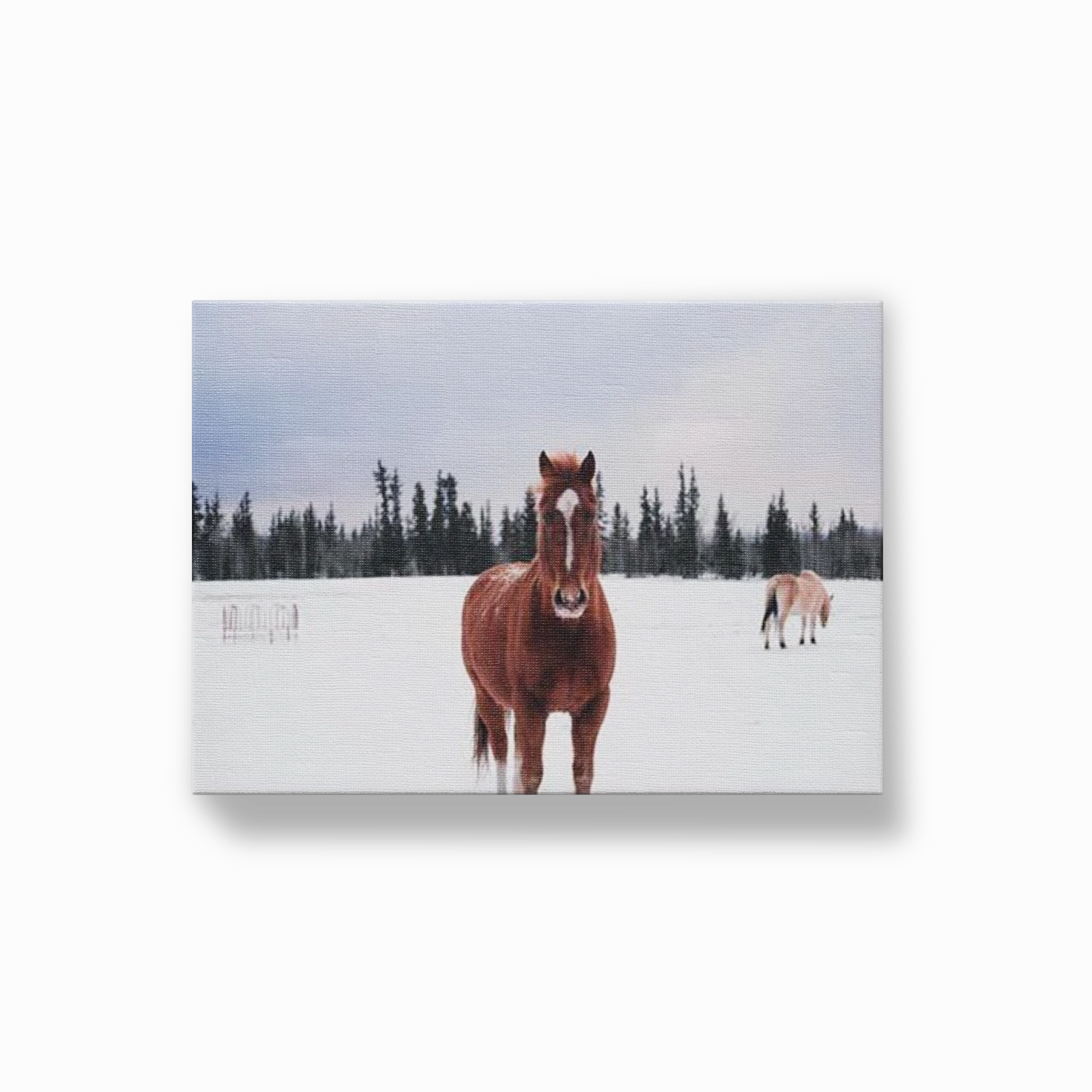 Snow Brumby