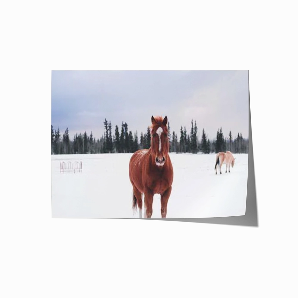 Snow Brumby