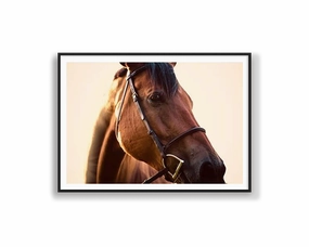 Sunset Stallionnordic style wall decor