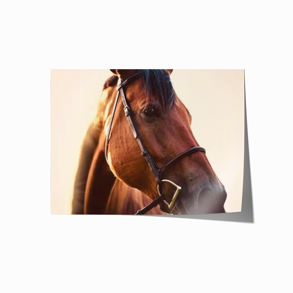Sunset Stallion