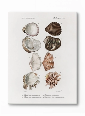 Tidepool Treasures, Canvasindoor decorative canvas print